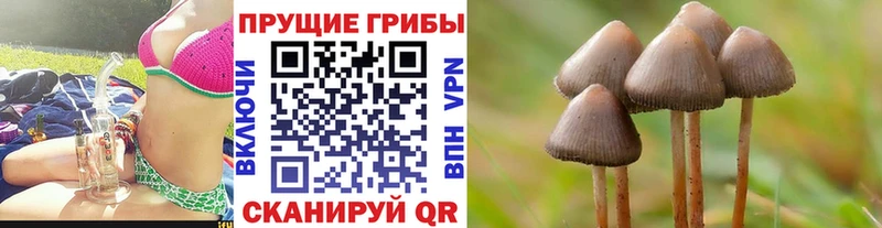 Псилоцибиновые грибы Psilocybe закладка дарк нет как зайти Барыш